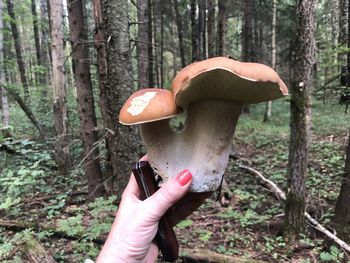 Person holding mushroom growing in forest