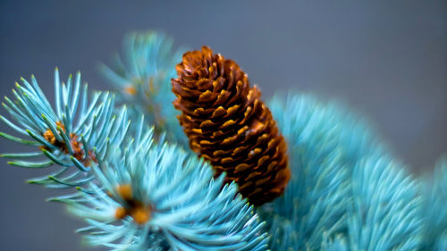 Close-up of pine cone