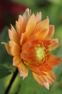 Close-up of orange flower