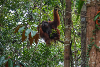 Low angle view of monkey on tree in forest