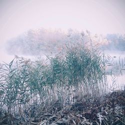 Trees in foggy weather