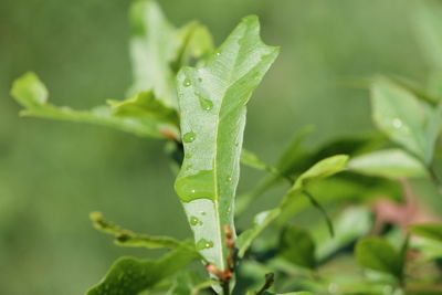 Close-up of wet plant leaves