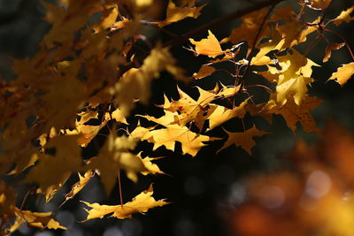 Close-up of yellow maple leaves on tree