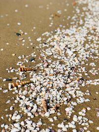 High angle view of berries on sand