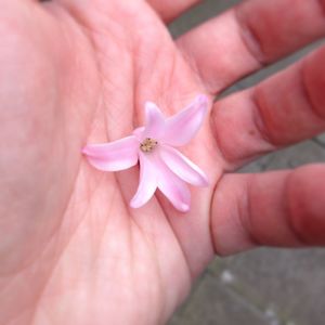 Close-up of hand holding pink flower