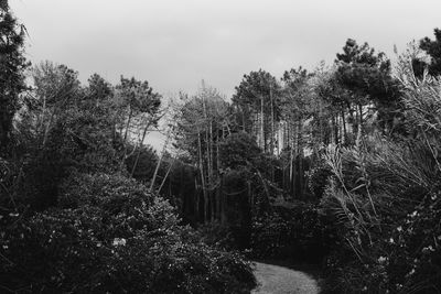 Close-up of silhouette trees against sky