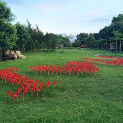 Flowers growing in park