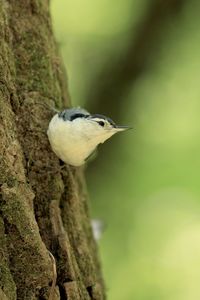 Close-up of bird perching on tree trunk