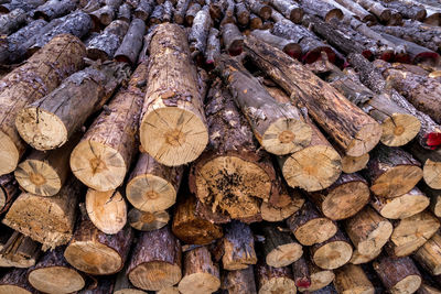 Full frame shot of logs in forest