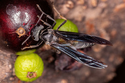 Close-up of insect