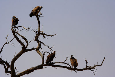 Low angle view of birds perching on bare tree against sky