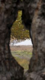 Close-up of tree trunk