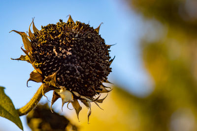 Close-up of wilted plant