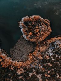 Close-up of frost on tree