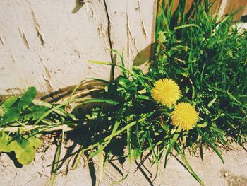 Close-up of yellow flowers