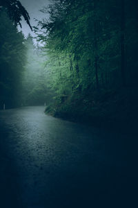 Footpath amidst trees in forest