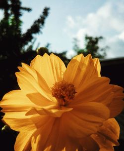 Close-up of yellow flower blooming against sky