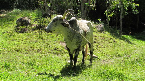 Cow standing in a field