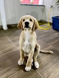 Portrait of a dog sitting on floor