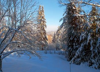 Bare trees against sky during winter