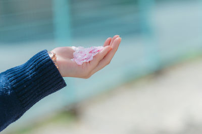 Close-up of hand holding flower against blurred background