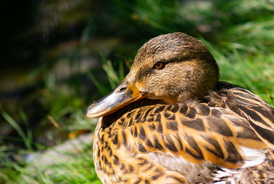 Close-up of a bird