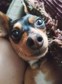 Close-up portrait of a dog