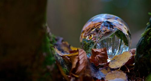Close-up of autumn leaves on tree