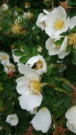 Close-up of white flowering plant