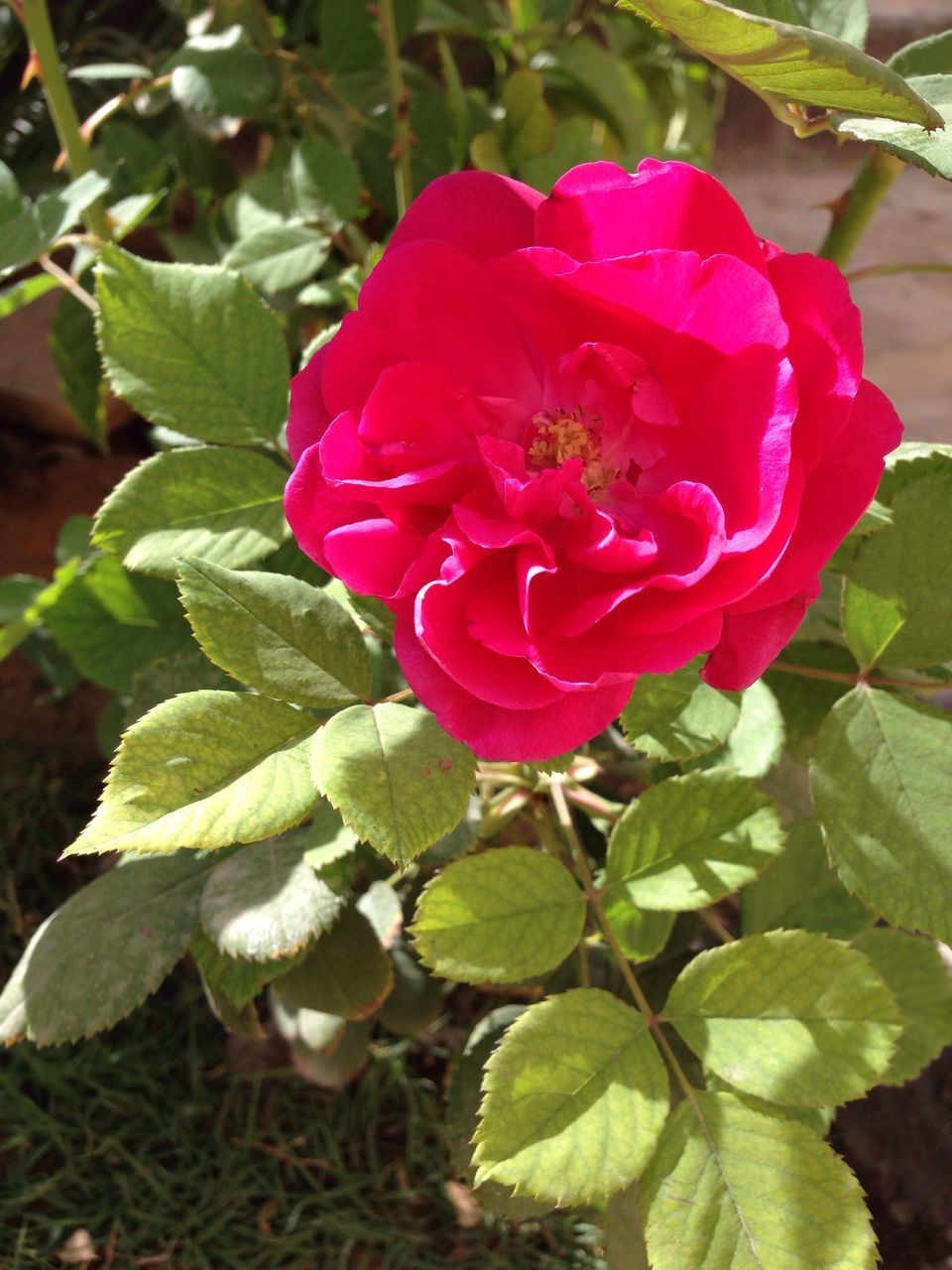 flower, petal, freshness, flower head, fragility, growth, beauty in nature, leaf, pink color, close-up, plant, single flower, blooming, nature, rose - flower, focus on foreground, in bloom, blossom, pink, park - man made space