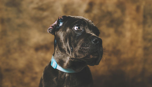 Close-up portrait of black dog