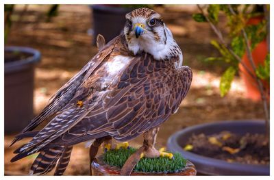 Close-up of bird perching outdoors