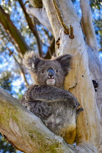 Low angle view of koala relaxing on tree