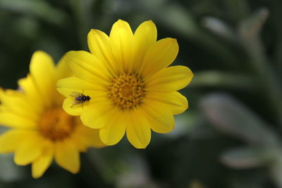Close-up of bee on yellow flower