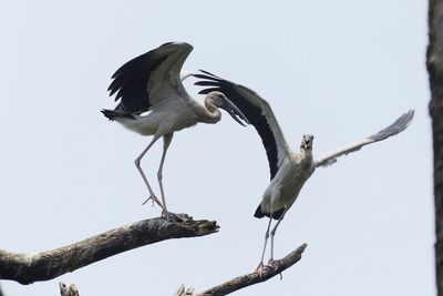 Low angle view of bird perching against clear sky