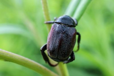 Close-up of insect on plant