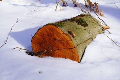 Close-up of dry leaves on snow covered land