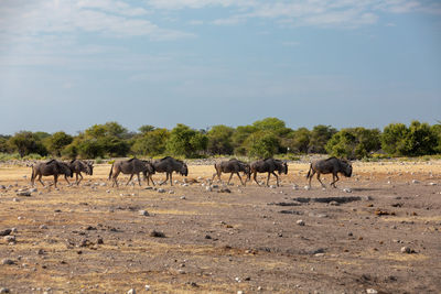 Horses on a field