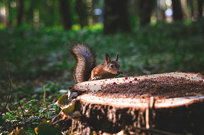 Close-up of squirrel by tree trunk