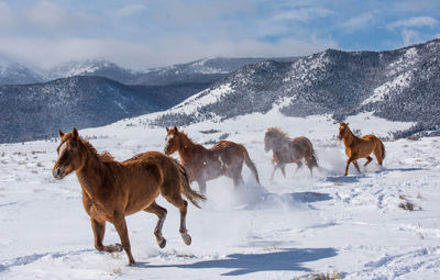 Horses on snow covered field