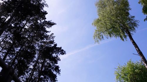 Low angle view of tree against sky