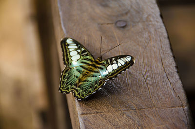 Close-up of butterfly on leaf