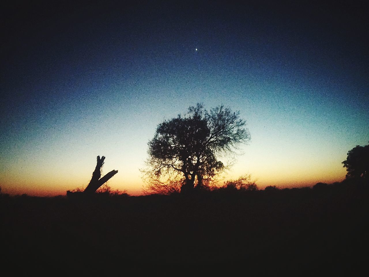 silhouette, tranquil scene, sunset, tranquility, scenics, beauty in nature, copy space, landscape, clear sky, tree, nature, field, idyllic, dark, outline, dusk, sky, non urban scene, horizon over land, outdoors