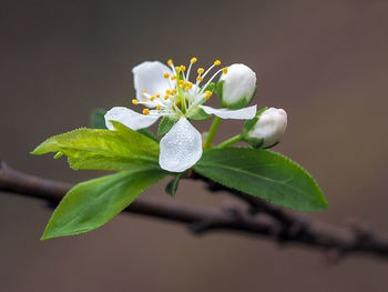 Close-up of white flowering plant