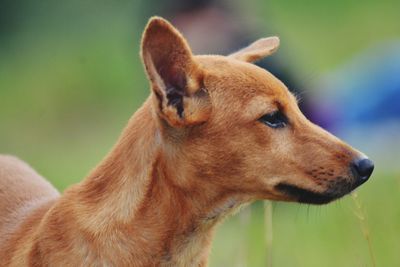 Close-up of dog looking away