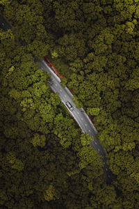 High angle view of road amidst trees in forest