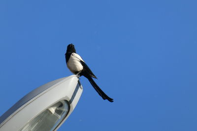 Low angle view of bird perching against clear blue sky