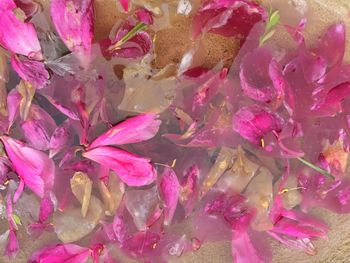 Full frame shot of pink flowering plant