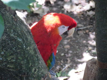 Close-up of red leaf on tree trunk