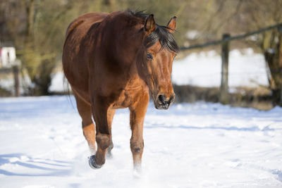 Beautiful brown mare running in wintry landscape